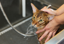 帮猫猫洗澡的方法 给猫洗澡需要注意什么