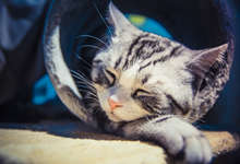 暹罗猫一般能活多久 饲养暹罗猫注意事项