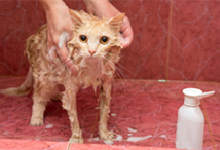 在家给猫洗澡用什么洗 小猫洗澡多久一次