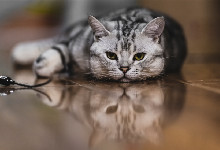 虎斑加白是什么品种的猫 美短的饲养技巧