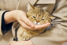 甲醛对猫咪有影响吗 杀虫剂对猫咪有影响吗