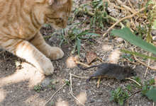 猫为什么爱吃老鼠 牛磺酸对猫的重要性