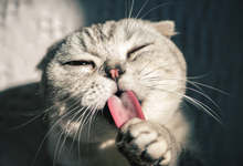 缅甸猫应该如何饲养 缅甸猫喜欢吃什么食物
