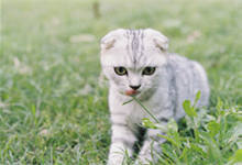 猫草和猫薄荷有什么区别 猫草有什么用