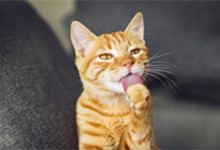 喜马拉雅猫是否粘人 喜马拉雅猫名字的由来