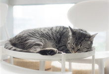 猫咪尿床是什么原因 猫咪尿床上被子上怎么去除尿味
