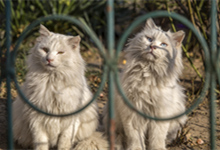 西伯利亚猫的体重是多少 西伯利亚猫有什么缺点和优点