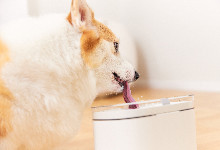 狗狗喝羊奶粉的三大理由 小狗多久断奶