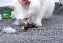 猫最喜欢吃什么东西 猫咪带铃铛有影响吗