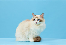 重点色短毛猫的性格特征 重点色短毛猫是什么品种