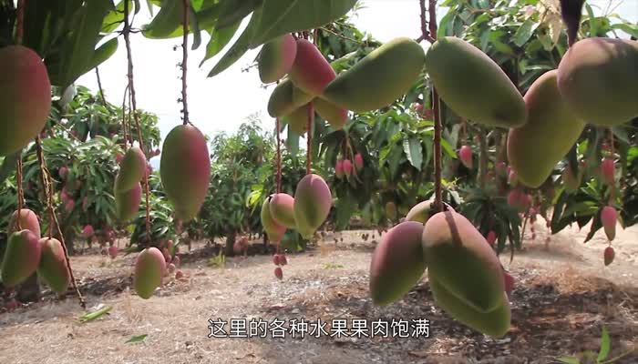 攀枝花为什么能产热带水果 攀枝花为什么能种植热带水果