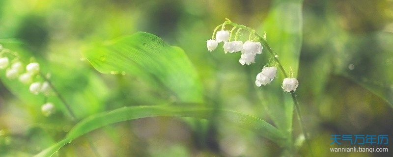 金牛座的守护花是什么 专属于金牛座的守护花