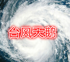 台风天鹅
