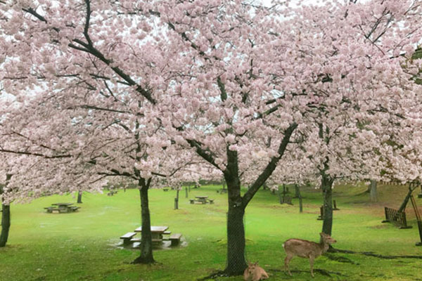日本哪些地方可以赏樱 日本赏樱圣地