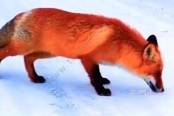 火狐狸事件当事人道歉是怎么回事 火狐狸虚假事件全程回顾