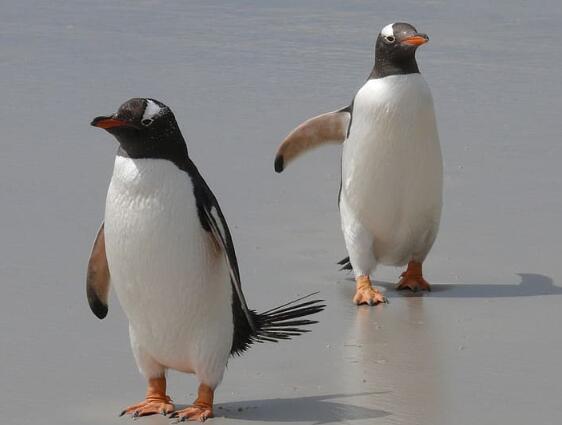 武汉欢乐谷有两只企鹅游客是怎么回事 武汉欢乐谷为什么会有两只企鹅游客