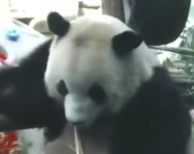 北京动物园回应网红熊猫秃头是怎么回事 北京动物园回应网红熊猫秃头是什么原因