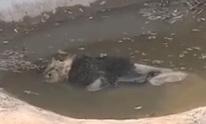 ​动物园回应狮子泡水池中疑似死亡是怎么回事 动物园回应狮子泡水池中疑似死亡说了啥