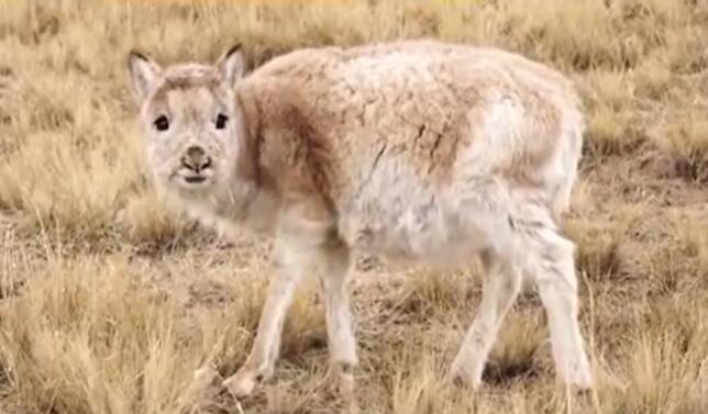 可可西里300多只藏羚羊重回自然是怎么回事 可可西里300多只藏羚羊重回自然原因是什么