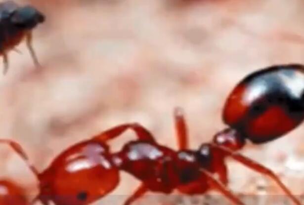 ​红火蚁已传播至我国435个县市区是怎么回事 红火蚁已传播至我国435个县市区具体情况