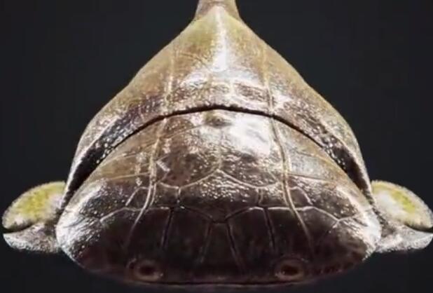 ​重庆发现4.23亿年前袖珍边城鱼是怎么回事 重庆发现4.23亿年前袖珍边城鱼长什么样
