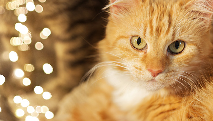 橘猫与落叶融为一体 橘猫是什么猫