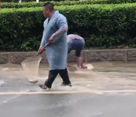 广州雨后路人当街捕鱼是怎么回事 广州暴雨过后井盖喷鱼真的吗
