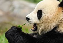 北京动物园一大熊猫翻墙越狱是怎么回事 北京动物园一大熊猫翻墙越狱是什么情况