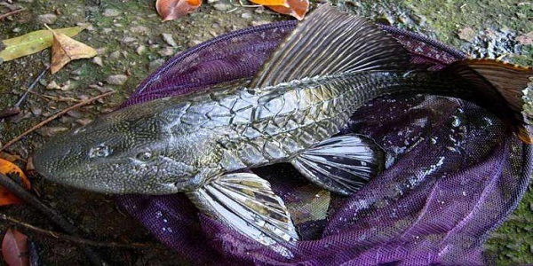 清道夫魚是什麼魚為什麼這種魚叫清道夫魚