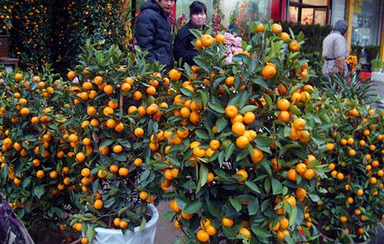 惠州有哪些特色水果 广东惠州特产