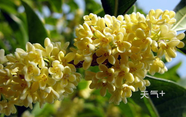 tqjia