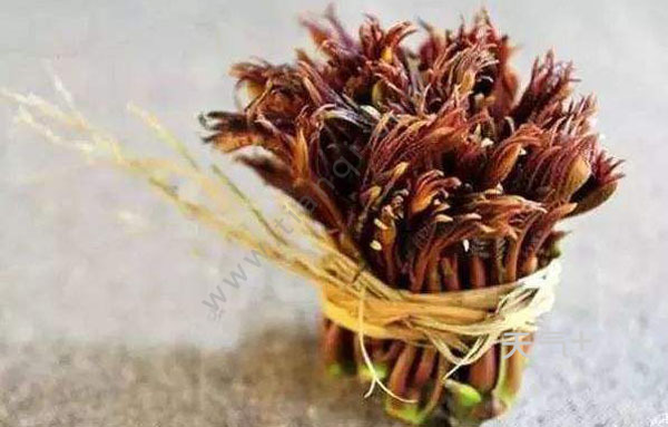 香椿芽的营养价值(香椿芽的营养价值功效)