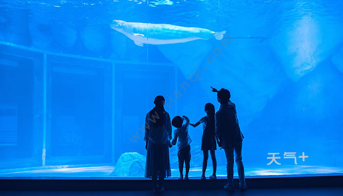 海洋馆排行_Top5世界上最大的海洋馆,排名第1的就在国内!