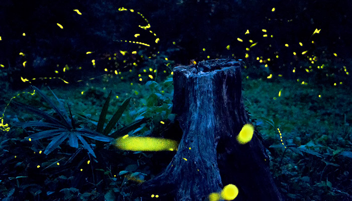 萤火虫在发光的同时也在发热吗 萤火虫在发光的时候会发热吗