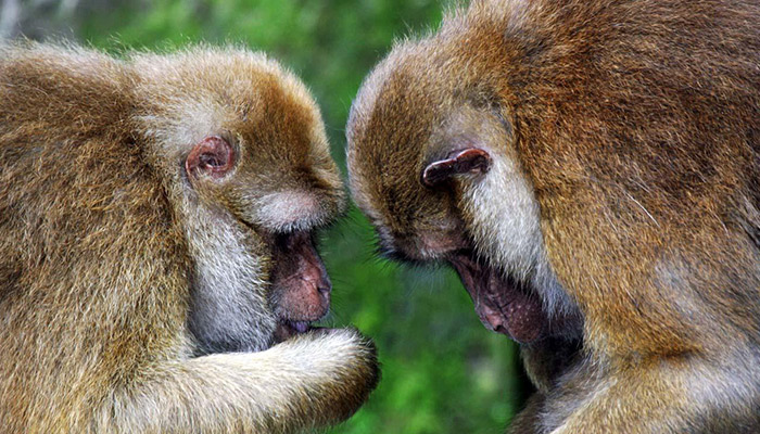 猴子的尾巴有哪些作用 猴子的尾巴有什么作用