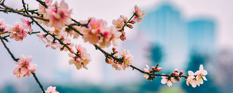 桃花依旧笑春风的上一句是什么 桃花依旧笑春风的上一句