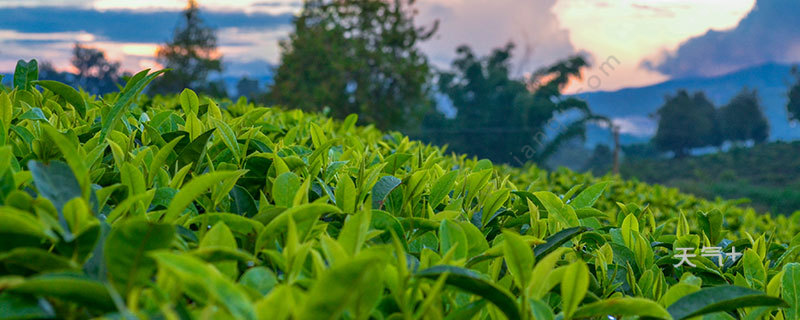 绿茶的功效与作用 绿茶图片