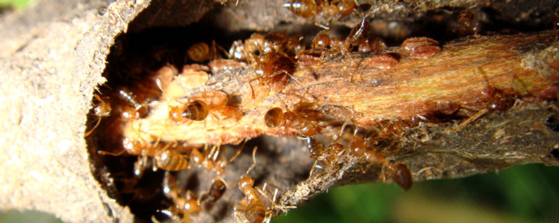 这个时候红火蚁就开始进入了活动,婚飞盛