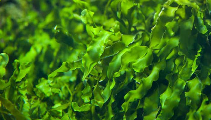 海藻的功效与作用 海藻图片