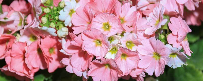 太阳花的花语 太阳花的花语是什么