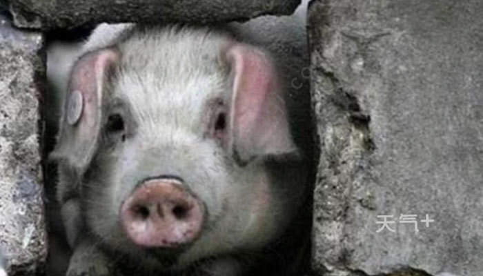 14岁"猪坚强"因年老衰竭去世是怎么回事 14岁"猪坚强"因年老衰竭去世