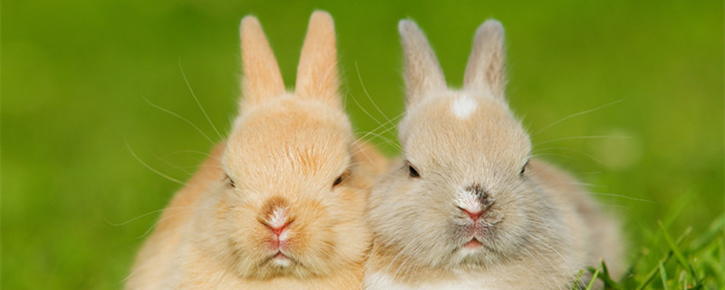 兔子的外形特征特点图片