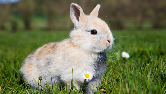 兔子的尾巴有什么作用 兔子的尾巴有什么作用和特点