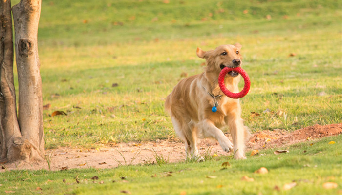 如何训练金毛如何训练金毛犬