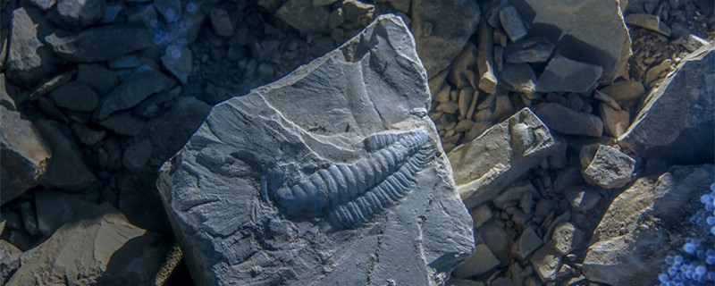化石怎样形成的 动物化石是怎样形成的