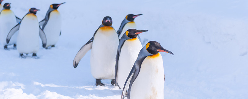 企鹅在南极还是北极 北极熊生活在南极还是北极