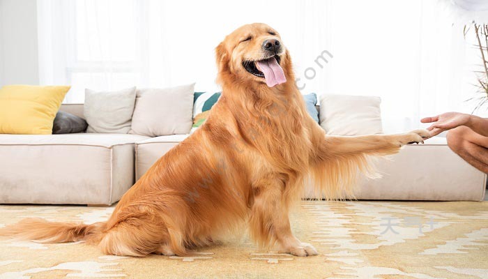 体型最大的狗排行榜_图高加索犬:世界体型最大的狗被称“犬中之王”