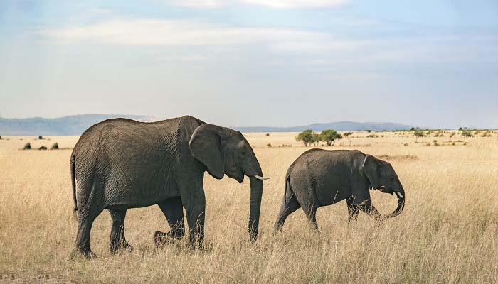大象的寿命 大象的寿命约为多少年