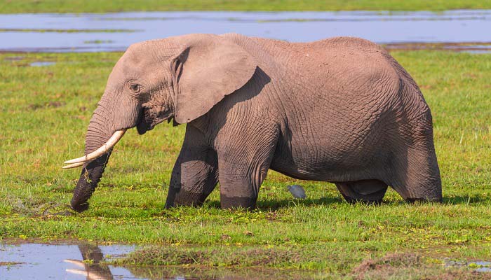 大象的寿命 大象的寿命约为多少年