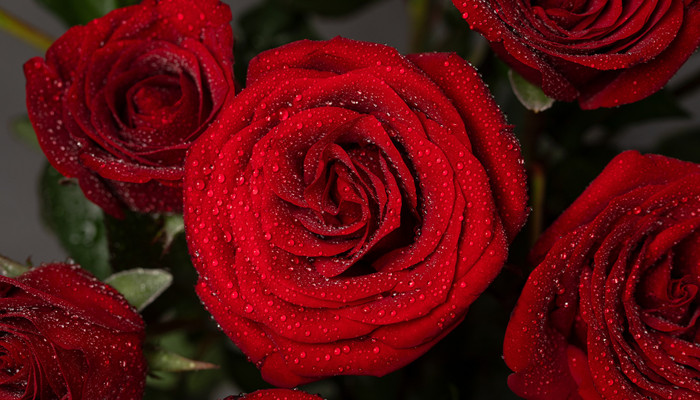 送玫瑰花的数量有什么意义 送人玫瑰数量的意义